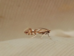 Phyllonorycter maestingella