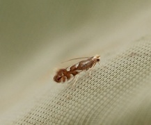 Phyllonorycter maestingella