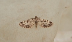 Grandvergmåler (Eupithecia tantillaria)