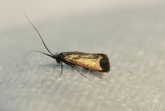 Adela reaumurella