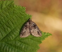 Orebuskmåler (Hydriomena impluviata)