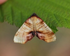 Smal skumringsmåler (Plagodis dolabraria)