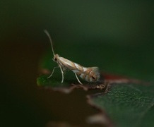 Phyllonorycter maestingella