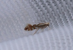 Phyllonorycter maestingella