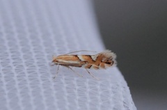 Phyllonorycter maestingella