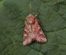 Åkerengfly (Apamea sordens)