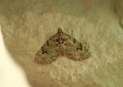 Kronemåler (Chloroclystis v-ata)