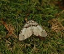 Fiolett rosemåler (Anticlea derivata)