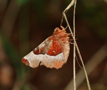 Praktmånemåler (Selenia tetralunaria)