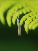 Coleophora alticolella