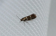 Phylloporia bistrigella