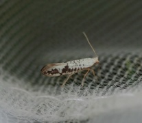 Argyresthia retinella