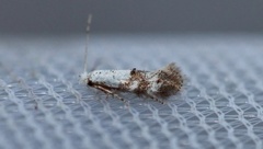 Bucculatrix frangutella