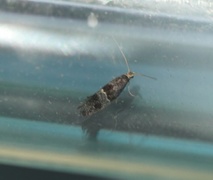 Tinagma perdicella