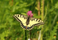 Svalestjert (Papilio machaon)