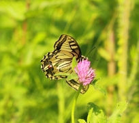 Svalestjert (Papilio machaon)