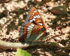 Ospesommerfugl (Limenitis populi)