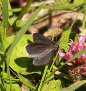 Sotmåler (Odezia atrata)