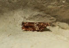 Almekveldvikler (Epinotia abbreviana)