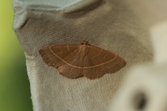 Olivenfly (Trisateles emortualis)