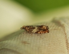 Almekveldvikler (Epinotia abbreviana)