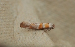 Cedestis gysseleniella