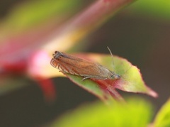 Oker rotvikler (Dichrorampha vancouverana)