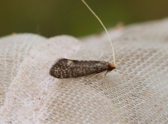 Nematopogon robertella