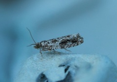 Heggekveldvikler (Epinotia signatana)