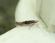 Ypsolopha scabrella