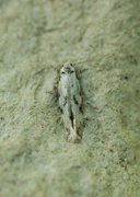 Stenolechia gemmella