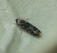 Gelechia nigra