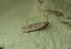 Gelechia rhombella