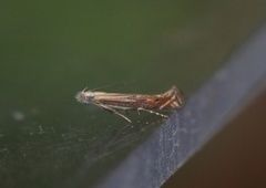 Isophrictis striatella