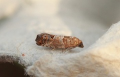 Epleknoppvikler (Spilonota ocellana)