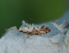 Nemaxera betulinella