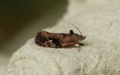 Heggerullvikler (Eudemis porphyrana)