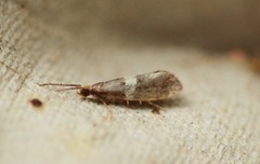 Eidophasia messingiella