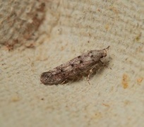Furuskuddmøll (Exoteleia dodecella)