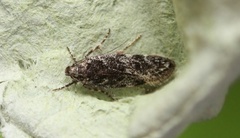 Gelechia nigra