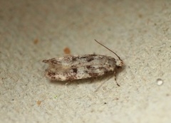 Chionodes electella