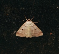 Engvikkefly (Lygephila pastinum)