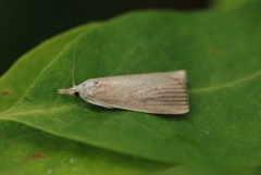 Dunkjevlenebbmott (Calamotropha paludella)