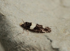 Recurvaria leucatella