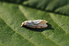 Strandstjernepraktvikler (Phalonidia affinitana)