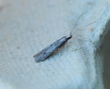 Coleophora hemerobiella