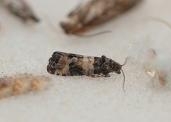 Furublomstvikler (Piniphila bifasciana)