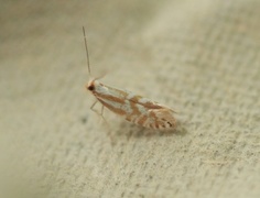 Argyresthia abdominalis