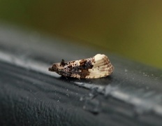 Gul fugleskittvikler (Hedya ochroleucana)