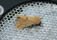 Gul tigerspinner (Spilarctia lutea)